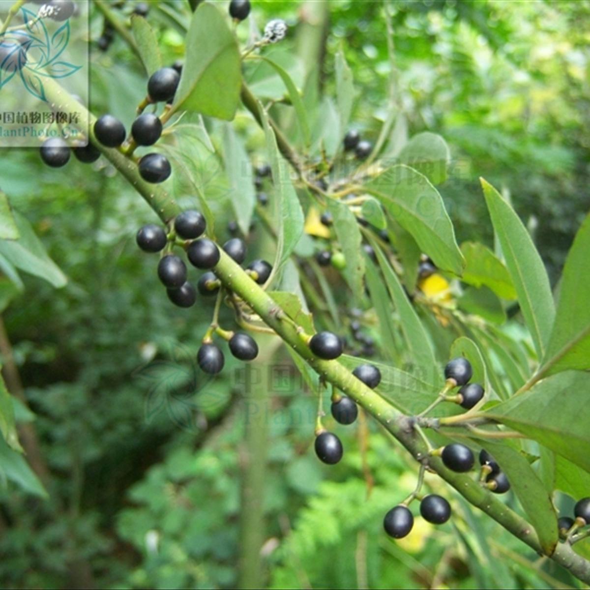 详细                         供应                    :荜澄茄