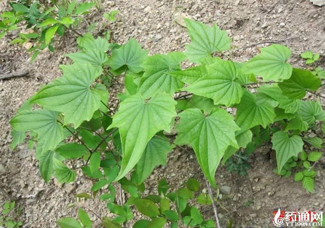 祛风湿类药材品种简评