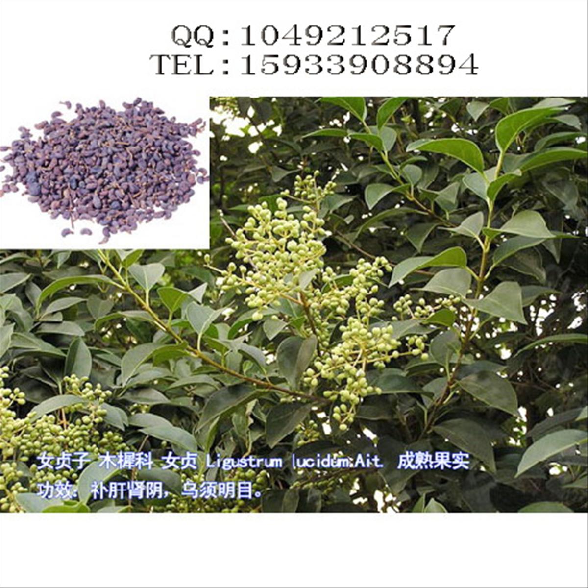 中药材女贞子供货信息详情-中药材药通网